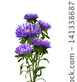 Purple aster flowers in bouquet isolated on white background 141338687
