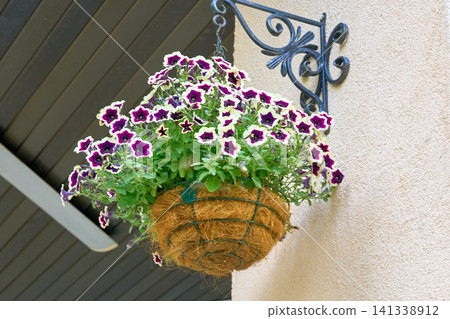 Street flower pot with Petunia solifola hanging on wall of building Street flower pot with Petunia solifola hanging on wall of building 141338912