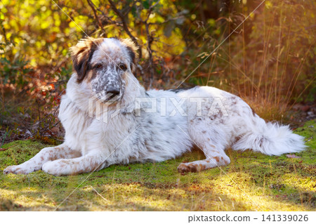 Dog lying In the grass, close up portrait Dog lying In the grass, close up portrait 141339026