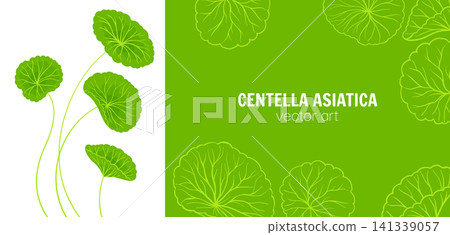 Hand drawn cartoon style set of Centella asiatica stems and leaves Gotu kola asiatic herb background 141339057