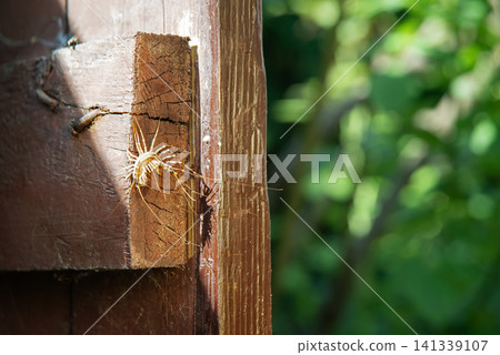 Insect common flycatcher or centipede sits on a door Insect common flycatcher or centipede sits on a door 141339107