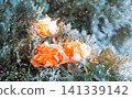 Forgotten flower covered with cold needles of frost 141339142