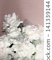 Big white aromatic peony flowers 141339144