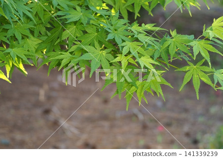 Fresh green maple Fresh green maple 141339239