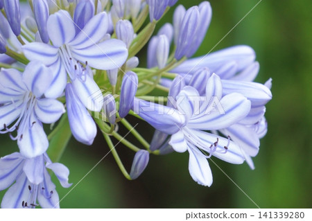 百子蓮,開紫色喇叭狀花朵。 百子蓮,開紫色喇叭狀花朵。 141339280