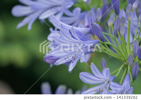 百子蓮,其花朵呈喇叭狀。 百子蓮,其花朵呈喇叭狀。 141339282