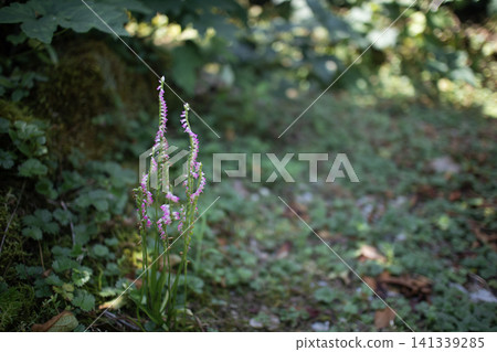 [Right-handed and left-handed set] The pink spiral-shaped flowers of the Spiranthes sinensis have a flower meaning derived from the Manyoshu anthology: "longing"—a flower of love, a flower of summer. 141339285