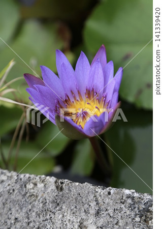 Vibrant water lilies blooming in the natural environment of Yanbaru, Okinawa. Vibrant water lilies blooming in the natural environment of Yanbaru, Okinawa. 141339420
