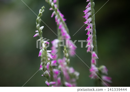 The flower language is "longing," a close-up of the pink spiranthes orchid blooming in the summer garden. The flower language is "longing," a close-up of the pink spiranthes orchid blooming in the summer garden. 141339444