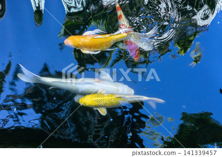 Movement of Fancy Carps Fish or Koi Swim in Pond Movement of Fancy Carps Fish or Koi Swim in Pond 141339457