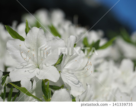 白杜鵑花 白杜鵑花 141339735