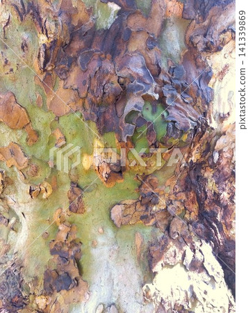A close-up of the graphical trunks of plane trees in a park in early spring. A close-up of the graphical trunks of plane trees in a park in early spring. 141339869