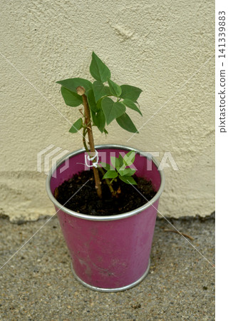 closeup of Young common lilac (Syringa vulgaris) growing in a pink metal pot outdoors against a light-colored wall. closeup of Young common lilac (Syringa vulgaris) growing in a pink metal pot outdoors against a light-colored wall. 141339883