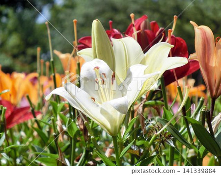 Close-up of a lily basking in the sun Close-up of a lily basking in the sun 141339884
