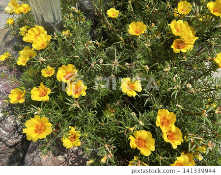 黃花馬齒莧花 黃花馬齒莧花 141339944