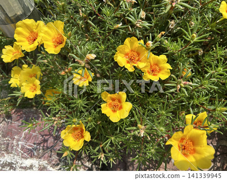 黃花馬齒莧花 黃花馬齒莧花 141339945