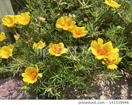 黃花馬齒莧花 黃花馬齒莧花 141339946