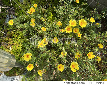 黃花馬齒莧花 黃花馬齒莧花 141339951