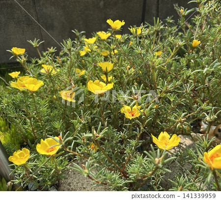 Yellow portulaca flowers Yellow portulaca flowers 141339959