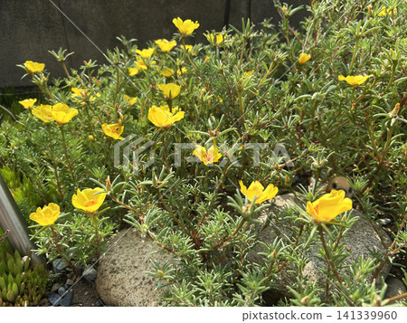 Yellow portulaca flowers Yellow portulaca flowers 141339960