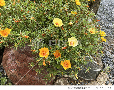 黃花馬齒莧花 黃花馬齒莧花 141339963
