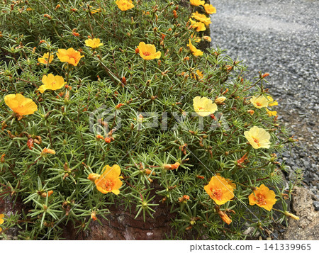 黃花馬齒莧花 黃花馬齒莧花 141339965