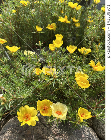 黃花馬齒莧花 黃花馬齒莧花 141339971