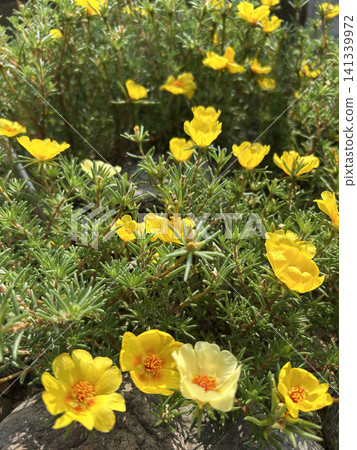 黃花馬齒莧花 黃花馬齒莧花 141339972