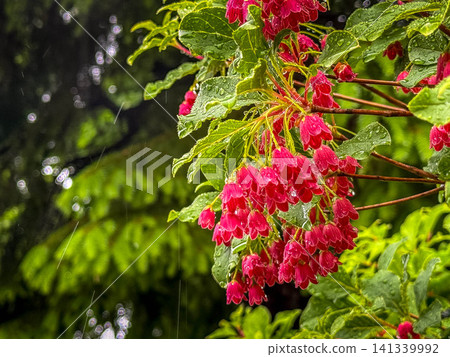 五月雨與星星滿天(Enkianthus perulatus) 五月雨與星星滿天(Enkianthus perulatus) 141339992