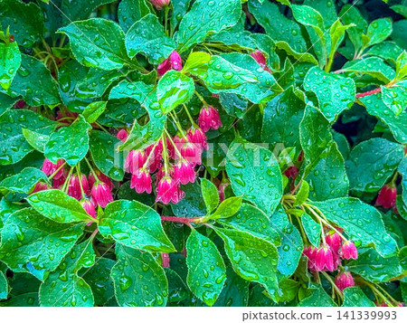 May rains and a sky full of stars (Enkianthus perulatus) May rains and a sky full of stars (Enkianthus perulatus) 141339993