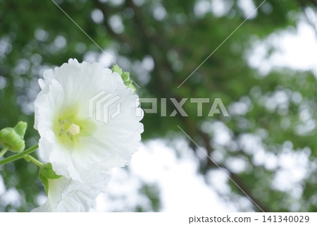 散景背景下的白色蜀葵 散景背景下的白色蜀葵 141340029