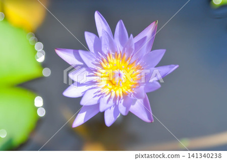 purple lotus or Sacred Lotus or Egyptian Lotus or Nelumbo nucifera Gaertn purple lotus or Sacred Lotus or Egyptian Lotus or Nelumbo nucifera Gaertn 141340238