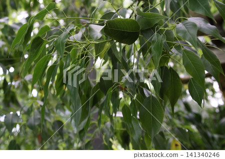 Hanging Green Foliage of a Weeping Fig Tree Hanging Green Foliage of a Weeping Fig Tree 141340246