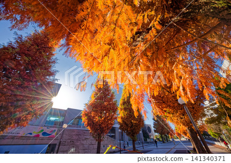 Autumn foliage of Metasequoia trees in front of the Tsuzuki Ward Office in Kohoku New Town Autumn foliage of Metasequoia trees in front of the Tsuzuki Ward Office in Kohoku New Town 141340371