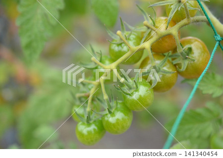 Blue mini tomato Blue mini tomato 141340454