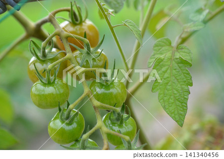 仍藍色迷你番茄 仍藍色迷你番茄 141340456