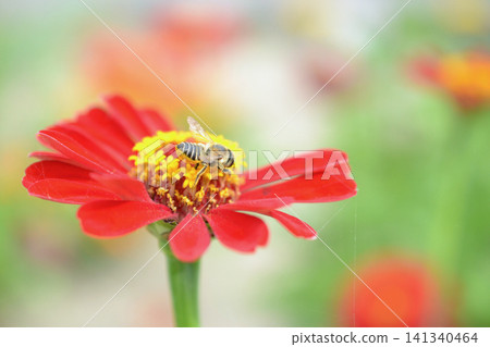 百日菊和蜜蜂 141340464