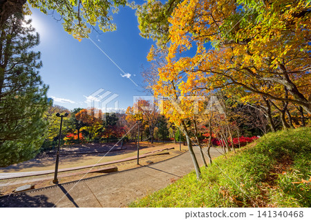 港北新市鎮和都筑中央公園的秋葉 港北新市鎮和都筑中央公園的秋葉 141340468