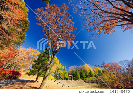 港北新市鎮和都筑中央公園的秋葉 141340470