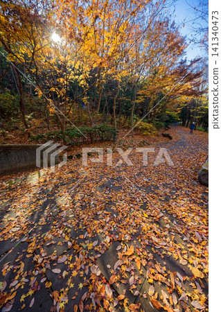 港北新市鎮和都筑中央公園的秋葉 港北新市鎮和都筑中央公園的秋葉 141340473