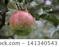 Apples after the rain 141340543