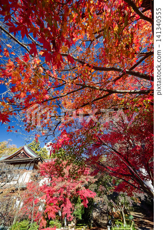 港北新城真教寺的秋葉 141340555