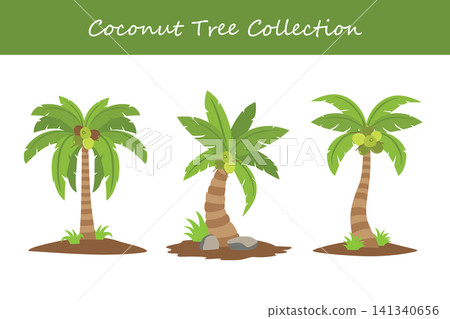 coconut tree collection coconut tree collection 141340656