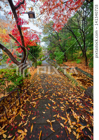 Autumn leaves on Sasabune Road in Kohoku New Town after the rain Autumn leaves on Sasabune Road in Kohoku New Town after the rain 141340728