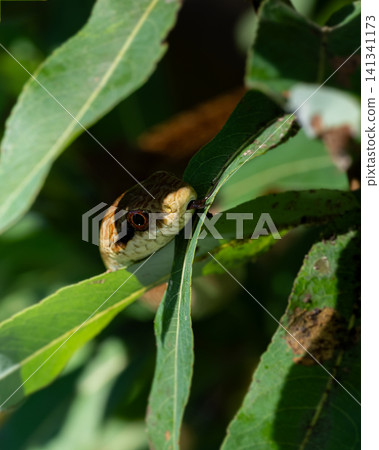 A striped snake hiding among the leaves A striped snake hiding among the leaves 141341173