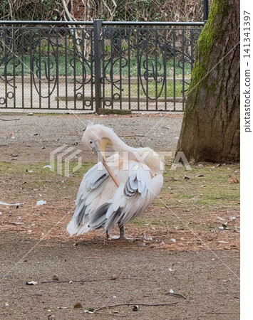 White Pelican Preening Its Feathers in a Natural Setting White Pelican Preening Its Feathers in a Natural Setting 141341397