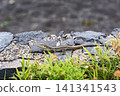 A lizard with a long tail, crawling on the rocks in the wild 141341543
