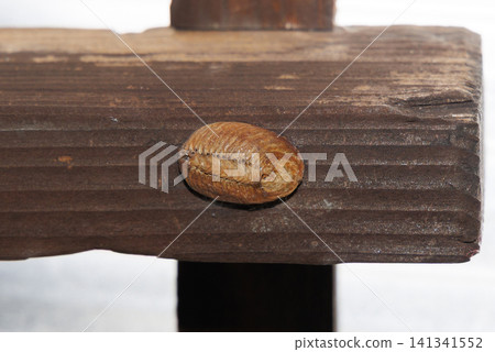 Bell-bellied praying mantis eggs Bell-bellied praying mantis eggs 141341552