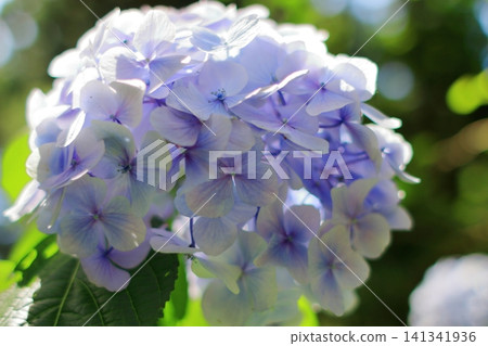 Hydrangeas on Mount Oasa Hydrangeas on Mount Oasa 141341936