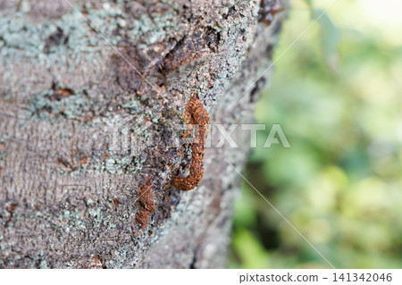 Frass of the red-necked longhorn beetle Frass of the red-necked longhorn beetle 141342046
